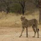 cheetah